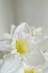 Enchanted Blossom 100 ml Perfume Oil Rollerball